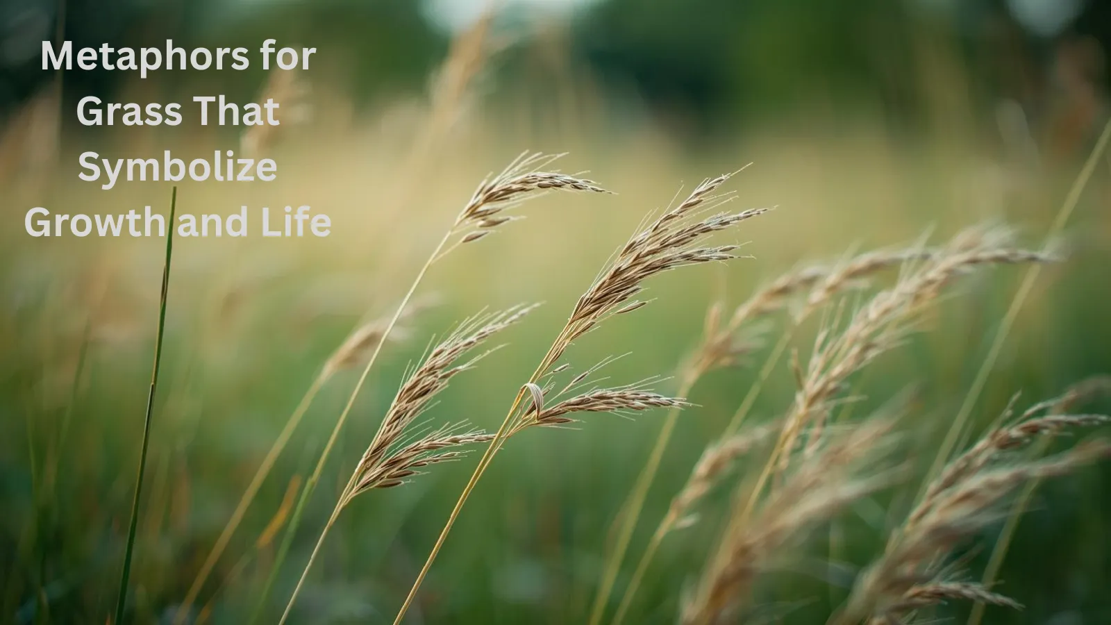 Metaphors for Grass That Symbolize Growth and Life