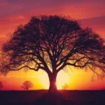 Powerful Metaphors for Trees to Enhance Your Writing